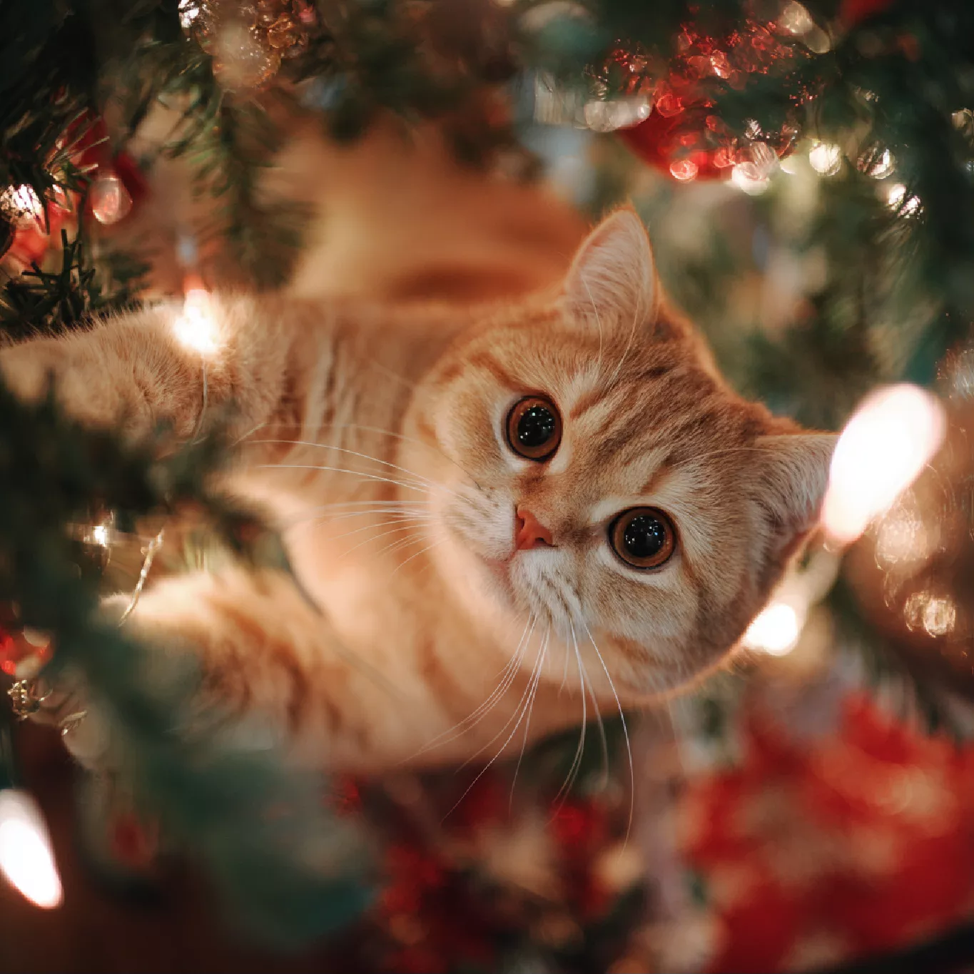 크리스마스고양이1.png
